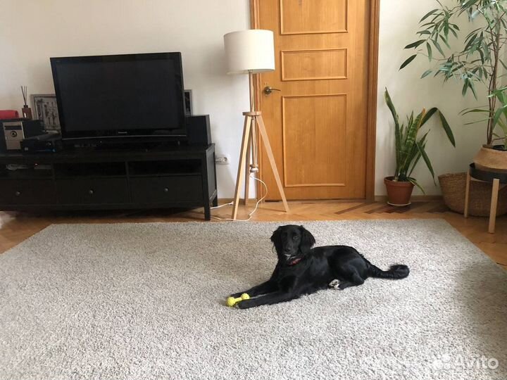 Спаниель для участия киносъемоках