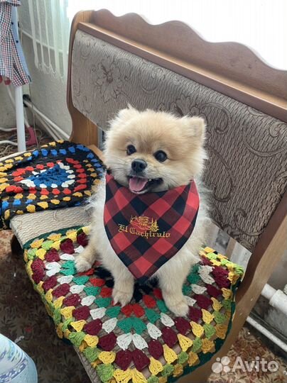 Шпиц мальчик ищет девочку на вязку