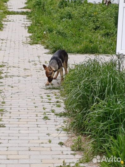 Девочка-щенулька ищет добрых хозяев
