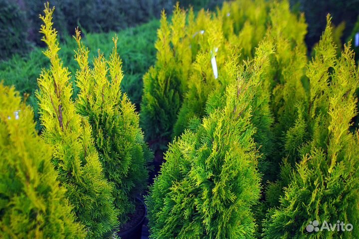 Туя Смарагд 1,8-2 м,Колумна