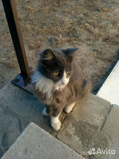 Красивые котики