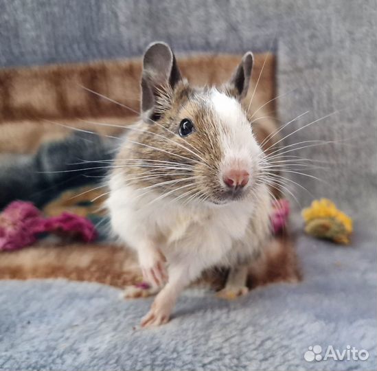 Мальчики Дегу