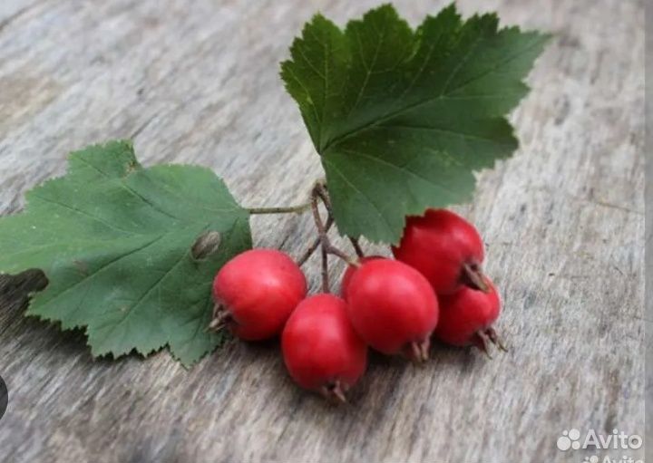 Боярышник саженцы