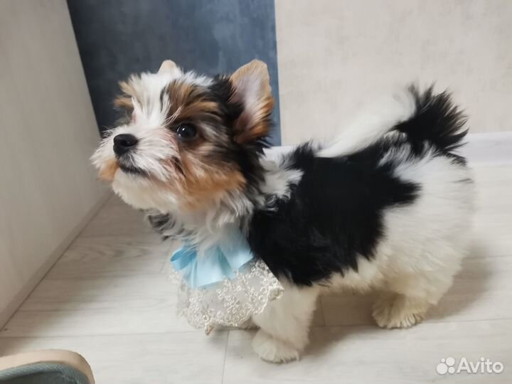 Мальчик бивер