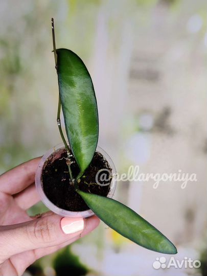 Хойи сортовые