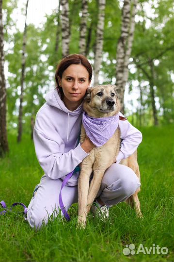 Собака в добрые руки