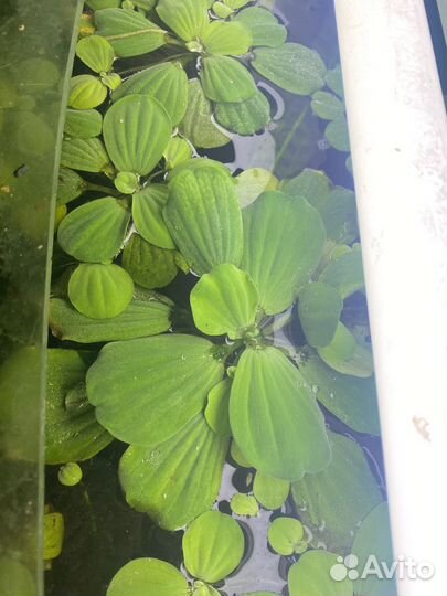 Растения для аквариума - Пистия