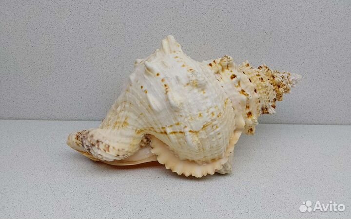 Бурса Буба 26,4 морская ракушка раковина