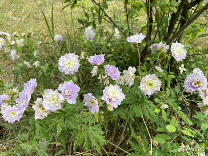 Многолетники