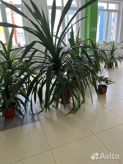 Цветок большой