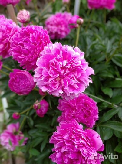 Куст пиона, 3 летка. Цветет шапками