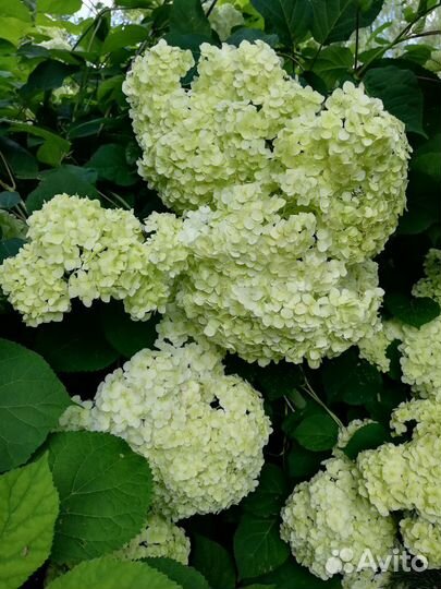 Декоративные белые кустарники: Гортензия и