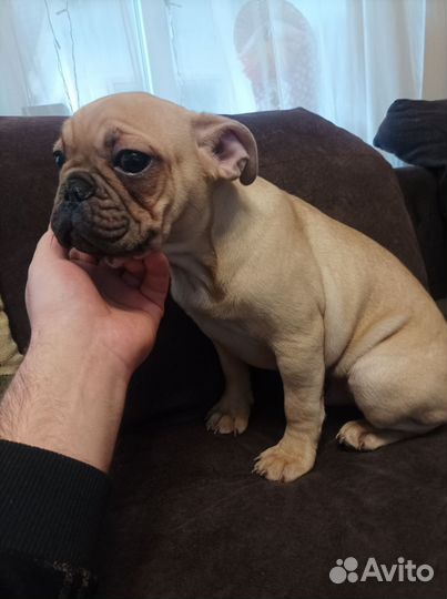 Французский бульдог