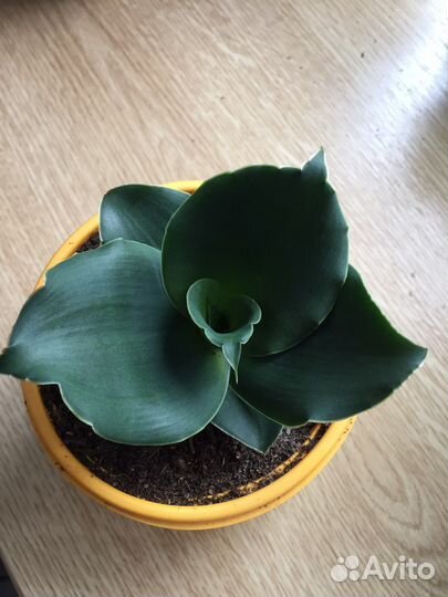 Сансевиерия стар роуз