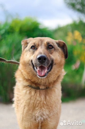 Собака в добрые руки