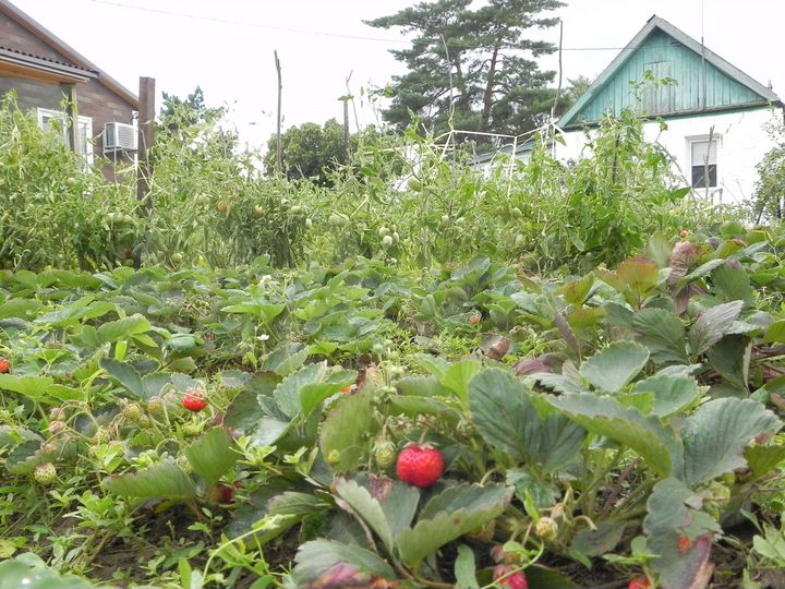 Дом 34 м² на участке 7 сот.