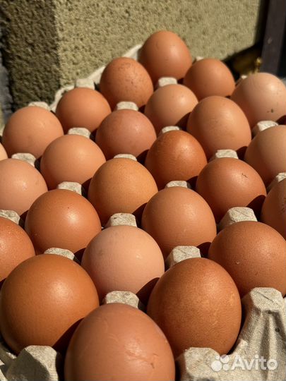 Домашние куриные яйца