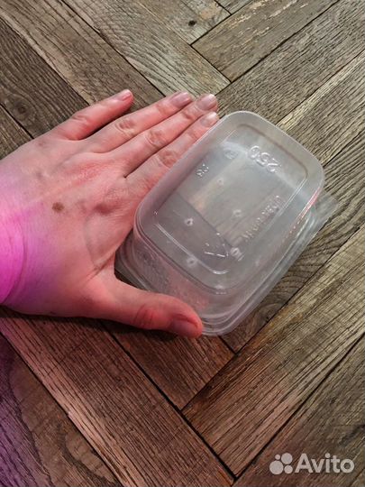 Мокрицы и хищный клещ(антиклещ) санитары для терра