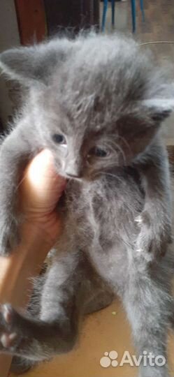 Котята сибирской кошки