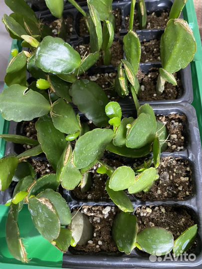 Рипсалидопсис