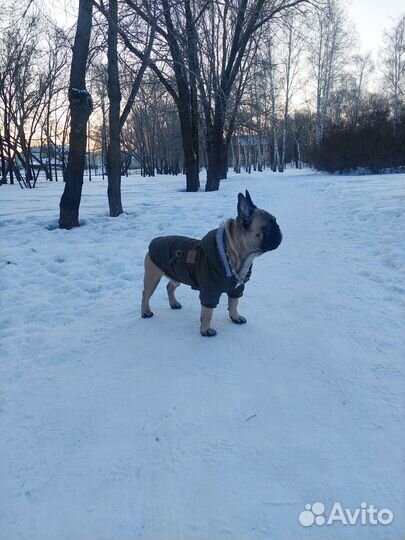 Вязка.Французский бульдог