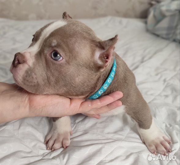 Американский булли