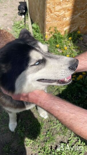 Щеночек помесь хаски в добрые руки