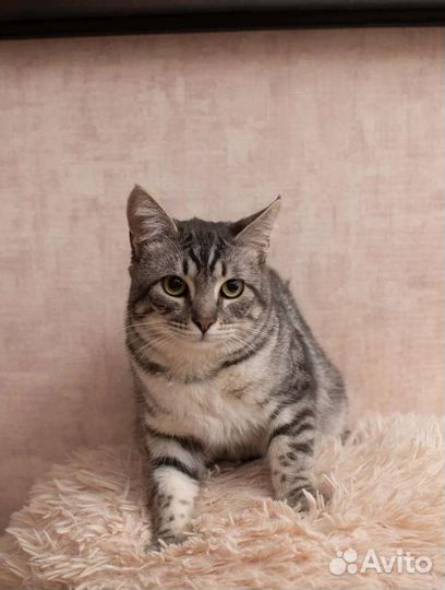 В добрые руки