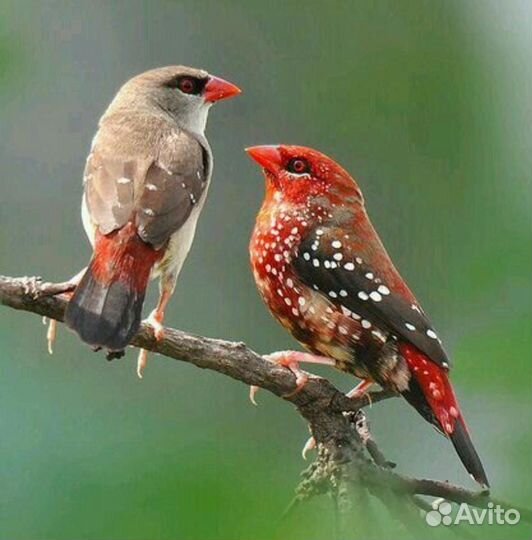 Серый астрильд Тигровый астрильд, золотистогрудый