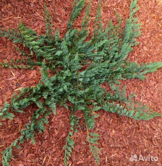 Можжевельник Блю Чип
