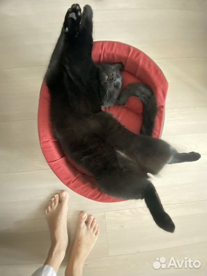 Отдам кота в добрые руки