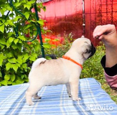 Щенки мопса