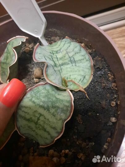 Сансевиерия кирки сильвер блю