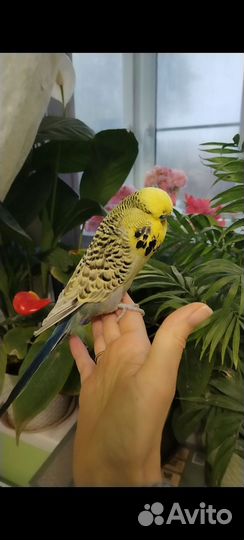 Попугай ввп