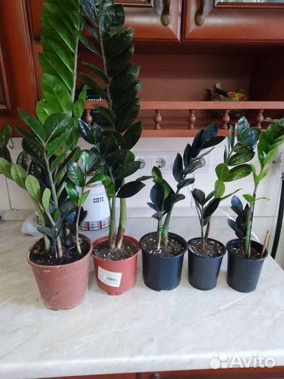 Чёрное доллоровое дерево