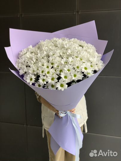 Хризантема. Ромашки