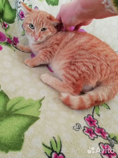 Рыжик Марсик