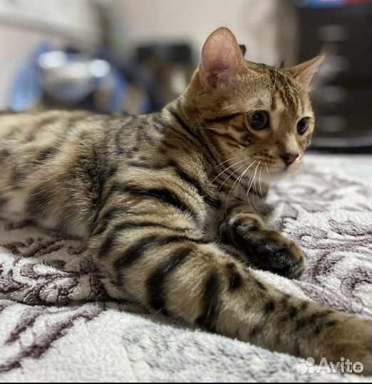 Бенгальский кот вязка