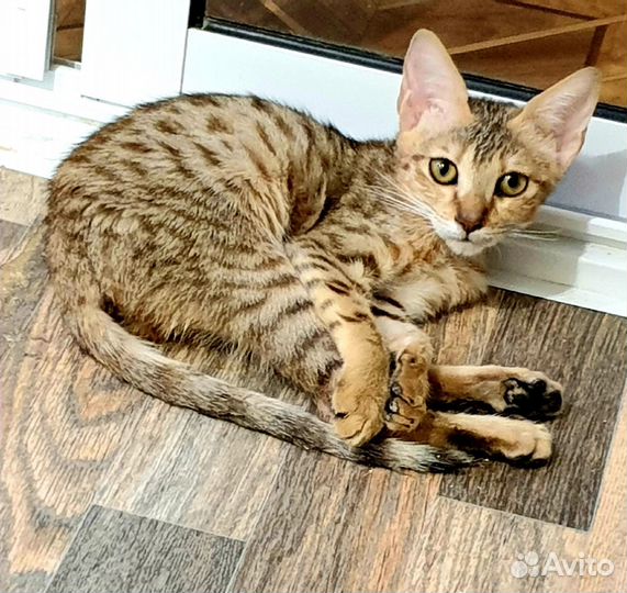 Котенок бесплатно