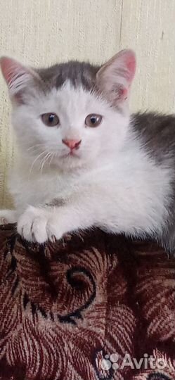 Кошечка девочка