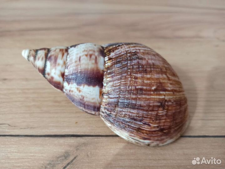 Морская раковина