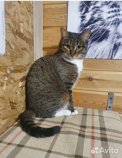 Кошка Зайка