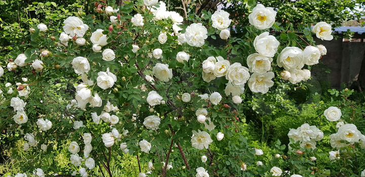 Коттедж 140 м² на участке 5 сот.