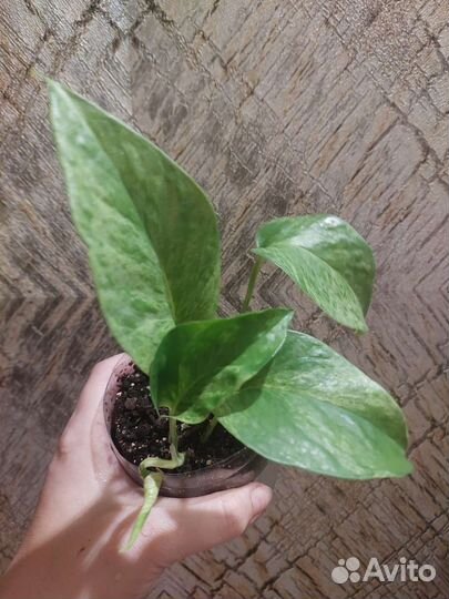 Эпипремнум Марбл Квин