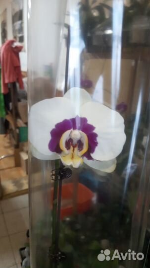 Орхидея фаленопсис