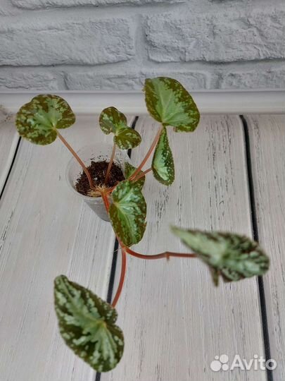 Бегония грифон, вариабилис, babeana