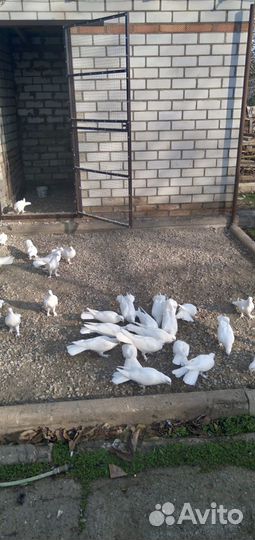 Продажа бакинских широкохвостых голубей