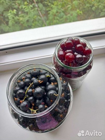 Чёрная смородина