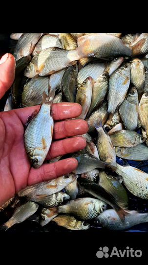 Живец для рыбалки