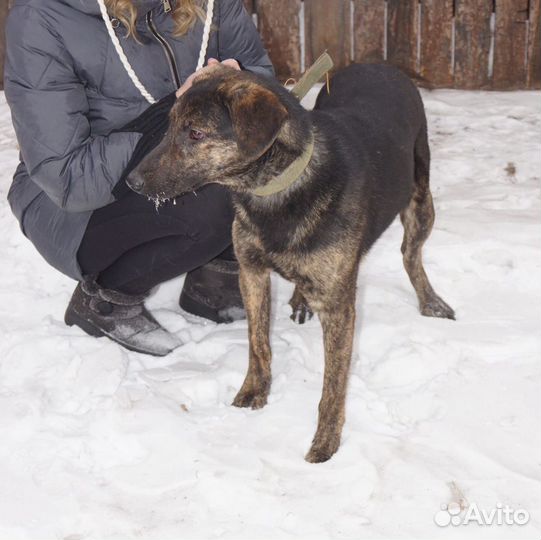 Хороший друг